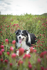 Naklejka na ściany i meble Adult border collie is laying in crimson clover. He want it so much.