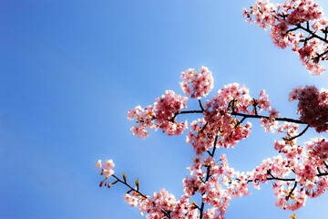 Solitary pink Cherry blossom blooming in the garden on a sunny day