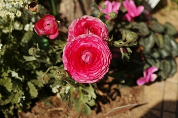 Close-up shot of a beautiful pink Persian buttercup blooming in a garden on a sunny day