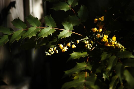 Vibrant yellow Mahonia japonica blooming against a backdrop of lush green foliage