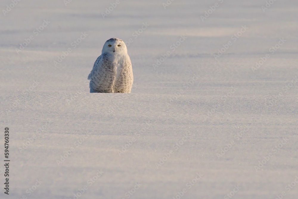 Poster beautiful snowy owl in the white meadow. bubo scandiacus.