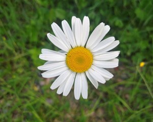 Obraz premium Daisy at park