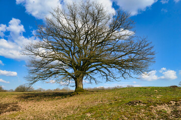 Frühling im Borkener Paradies in Meppen
Alte Eiche kurz vor dem Austrieb der Blätter
Wandern im Emsland