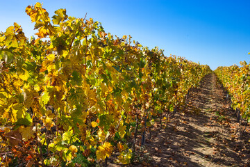 herbstlich bunt gefärbte weinreben