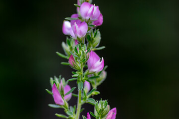 Fototapeta na wymiar Ononis spinosa light pink and white wild flowering plant on slovenian alpine meadow, group of spiny restharrow flowers in bloom