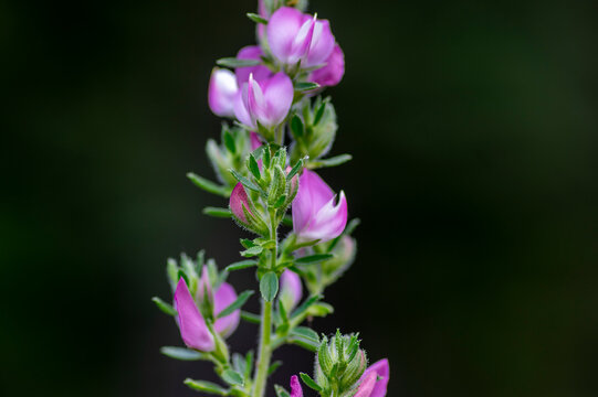 Ononis spinosa light pink and white wild flowering plant on slovenian alpine meadow, group of spiny restharrow flowers in bloom
