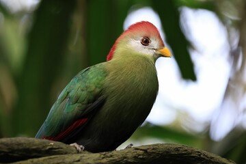 Beautiful vibrant red-crested turaco (Tauraco erythrolophus) perched on the tree full of leaves