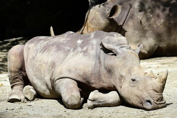 Obraz premium a white rhino resting next to another rhino in an enclosure