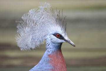 Closeup of Victoria crowned pigeon (Goura victoria) on blurred background
