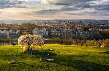 Panorama of Krakow from Krakus Mound with famous tree during sunset in spring - obrazy, fototapety, plakaty