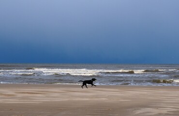 Fototapeta na wymiar Adorable black dog with a bright tennis ball in its mouth running on the empty beach