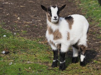 Baby goat looking curiously at the viewer with pricked ears