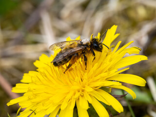 Honey Bee Feeding on a Dandelion