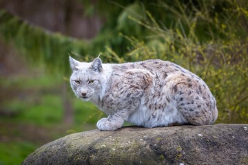 Obraz premium Closeup of a Siberian lynx sitting on a rock and looking at the camera.