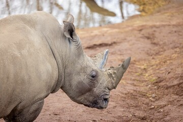 Closeup of a white rhino with a muddy horn.