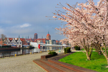 Flowers of trees blooming in spring over the Motława river in Gdansk. Poland