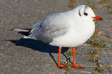 Single seagull stands perched on a brick surface