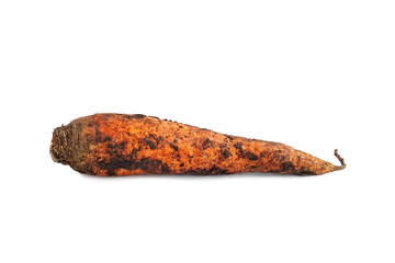 Single dirty carrot. Freshly dug carrots. Dirty carrot with ground isolated on white background