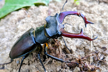 Stag beetle in nature close-up blurred background
