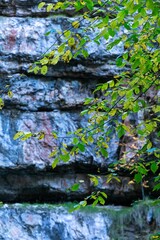 Tree branches with green foliage against the background of a cliff.