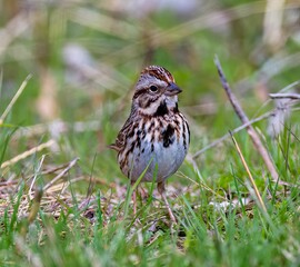 Closeup of a song sparrow in lush green grass. Melospiza melodia.