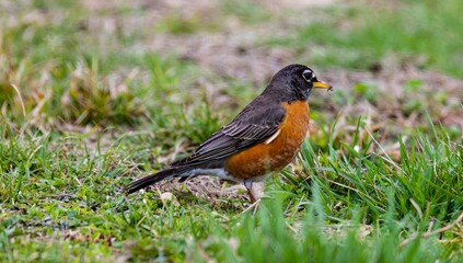 Closeup of an American robin in a meadow nibbling on a snack. Turdus migratorius.