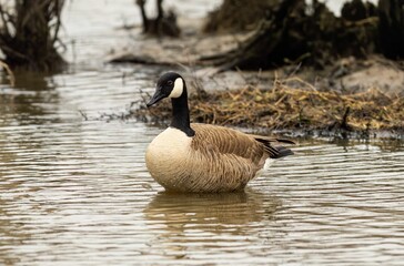 Canada goose standing in the water. Branta canadensis.