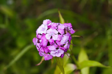 Turkish carnation flowers in summer garden.