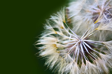 Dandelion seeds close up.