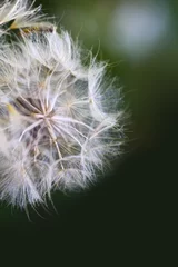 Türaufkleber Dandelion seeds close up. © pictures_for_you