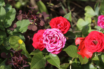Rose bush with flowers in sunlight