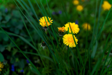 Yellow dandelions on a sunny spring day. season. background
