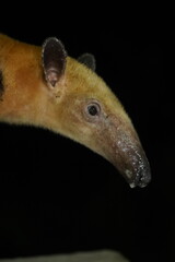 Scared young Tamandua tetradactyla. The wild anteater broke into a property at night and was placed by a large dog. Full of fear and with saliva in its mouth, it was rescued. Alter do Chao, Brazil.