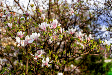 Blossoming magnolia with a pink saucer. spring background 