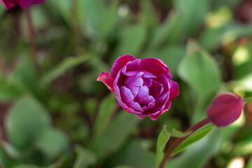 Red tulip growing in the park in spring. spring background 