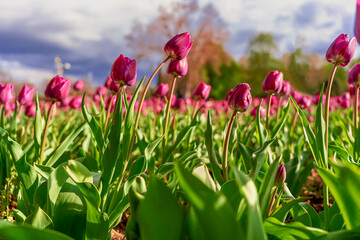 Red tulip growing in the park in spring. spring background 