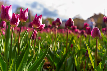 Red tulip growing in the park in spring. spring background 