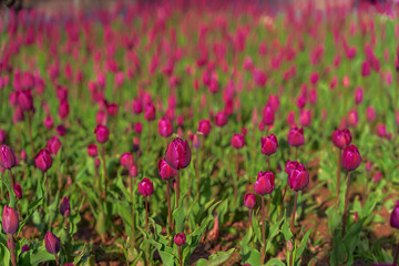 Red tulip growing in the park in spring. spring background 