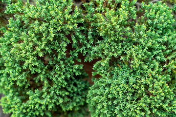 Fototapeta na wymiar Juniper close-up . green bush background, texture