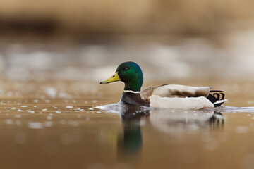 Mallard (Anas platyrhynchos) male swimming in the river in spring.