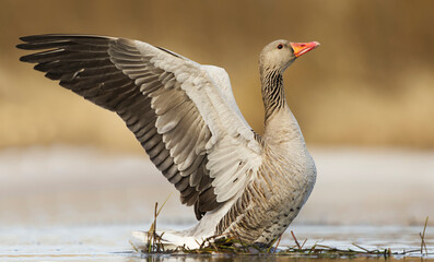 Greylag goose or graylag goose (Anser anser) doing a  wing flap in the river in spring. © Henri