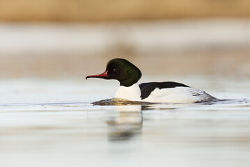 Goosander or common merganser (Mergus merganser) male swimming in the river in spring.