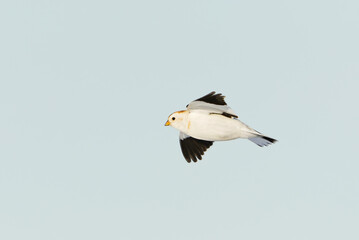 Snow bunting (Plectrophenax nivalis) flying in the blue sky in early spring.	

