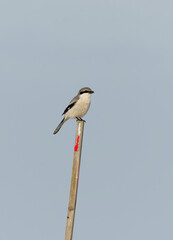 Great grey shrike (Lanius excubitor) sitting on a post in the field in spring.