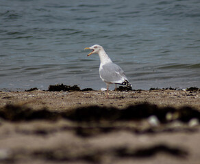 Goéland au bord de mer 