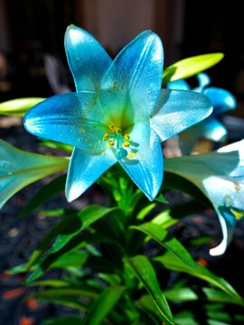 "Blue Lily" Images – Browse 1,134 Stock Photos, Vectors, and Video