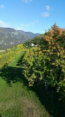 Beautiful landscape of vineyard on a sunny day