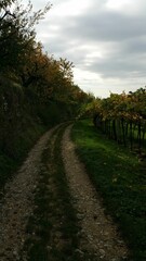 Picturesque path lined with lush vineyards winds through the countryside