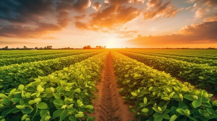 Golden Harvest: Stunning Image of a Soy Field During Sunset