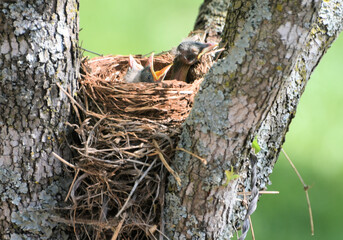 bird nest on a tree
